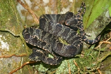 Snake from Amazon to identify 4