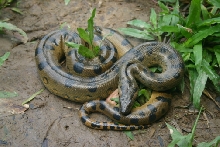 Help Identify snake from Amazon 8