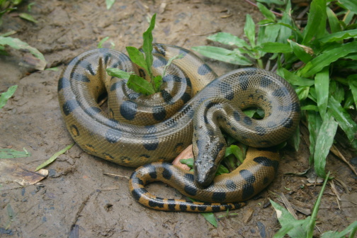 Help Identify snake from Amazon 8