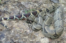 amazon snakes to identify please