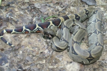 amazon snakes to identify please