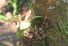 Help Identify snake from Amazon