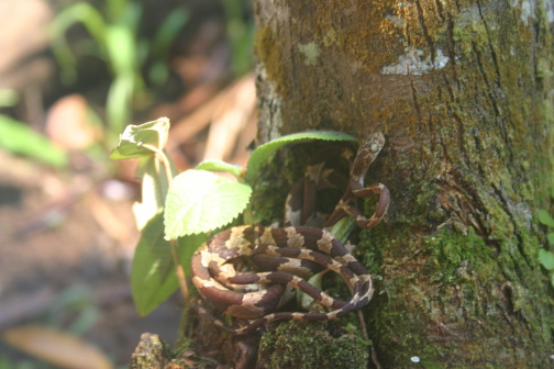Help Identify snake from Amazon