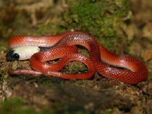 snake 2 from amazon trip needs identification