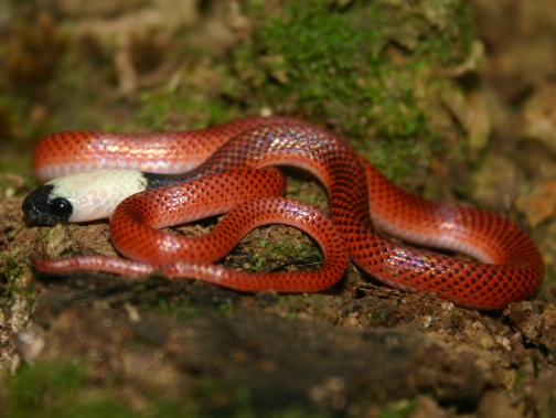 snake 2 from amazon trip needs identification