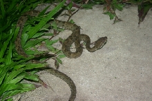 Snake from Amazon to identify 3