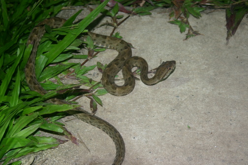 Snake from Amazon to identify 3