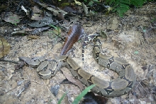 Snake from Amazon to identify 7