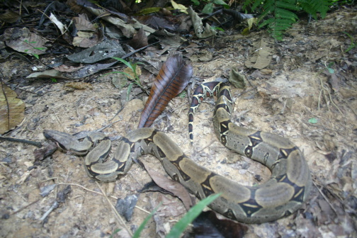 Snake from Amazon to identify 7