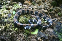 Snake from Amazon to identify 5