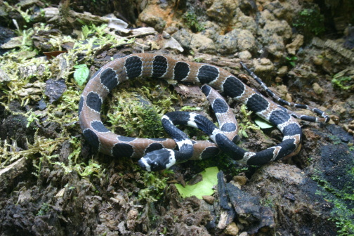 Snake from Amazon to identify 5