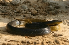 Snake from Amazon to identify 6