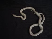 anerythristic stripe female