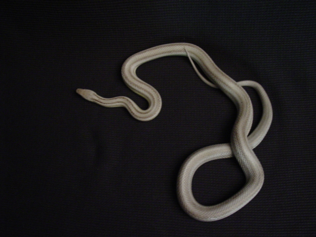 anerythristic stripe female