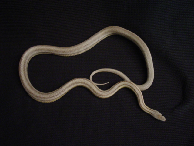 anerythristic stripe male