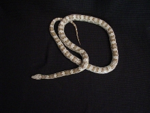 anerythristic stripe female