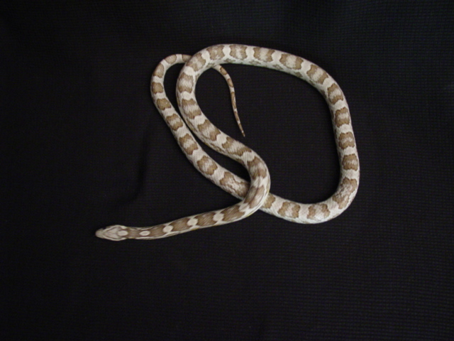 anerythristic stripe female