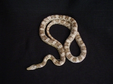 male ghost corn