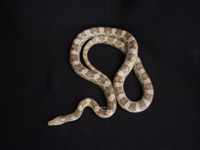 male ghost corn