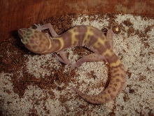 Hypomelanistic Desert Banded Gecko