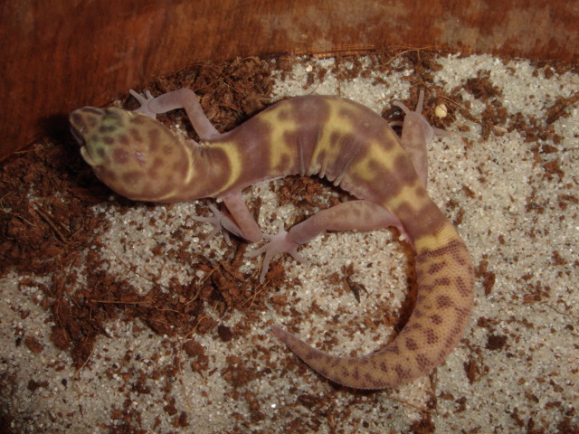 Hypomelanistic Desert Banded Gecko