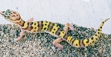 Tucson Banded Gecko