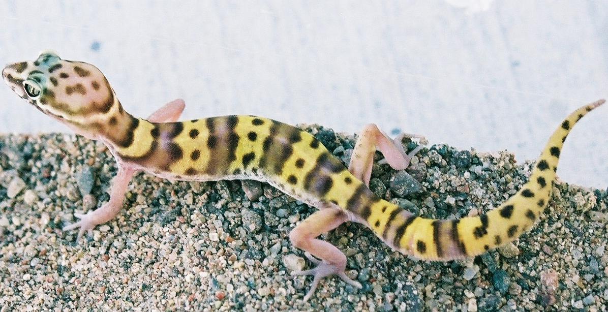 Tucson Banded Gecko