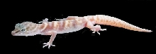 Hypo desert banded