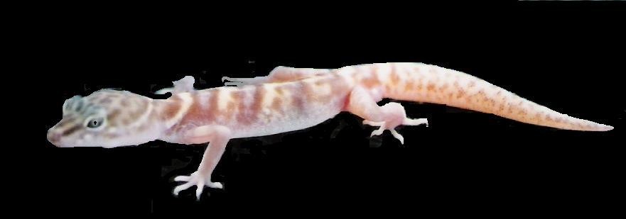 Hypo desert banded
