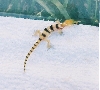 baby coleonyx variegatus variegatus