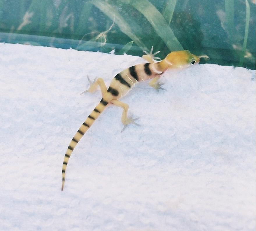 baby coleonyx variegatus variegatus