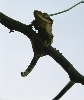 Venus2