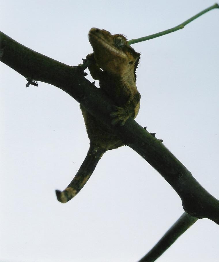 Venus2