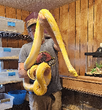 1. Stretch the Python