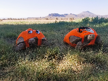 Tortoises in disguise
