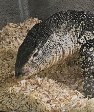 2. Godzilla the Nile Monitor