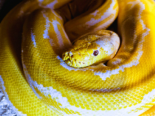 2. Stretch the Python.