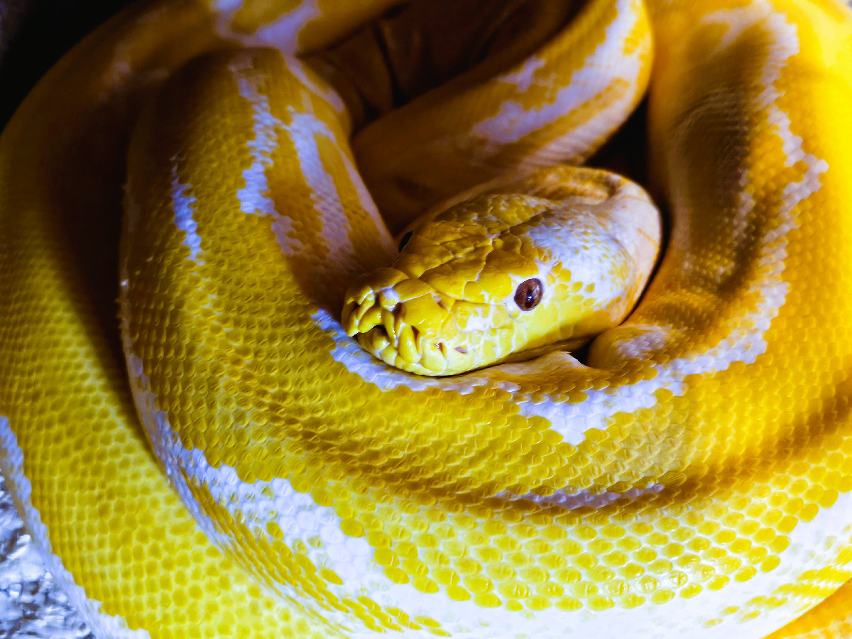 2. Stretch the Python.