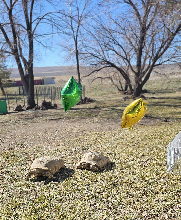 How to find your tortoises