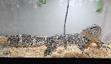 3. Godzilla the Nile Monitor