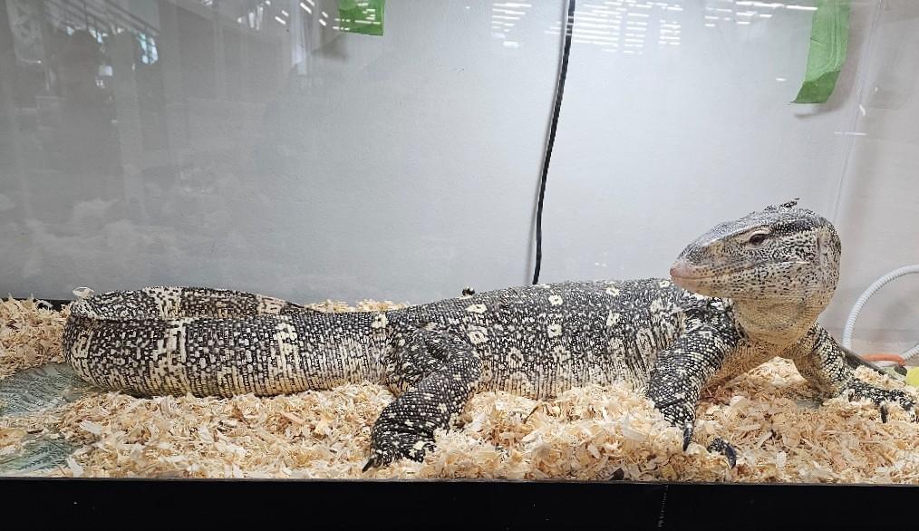 3. Godzilla the Nile Monitor