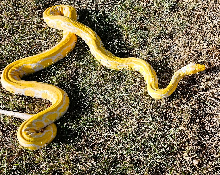 3 Stretch the Python
