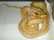 hypo F