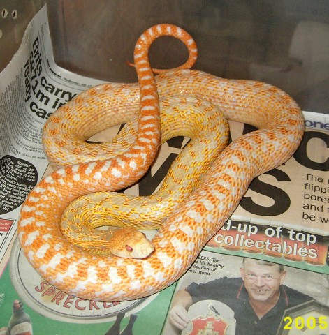 super orange