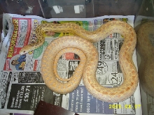 male hypo