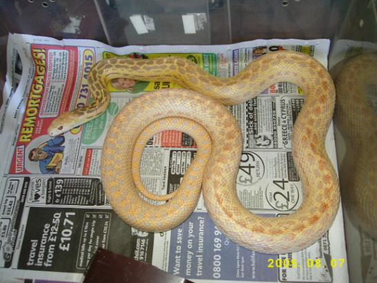 male hypo