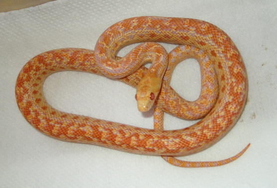 hypo x snow