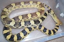 male deppei deppei
