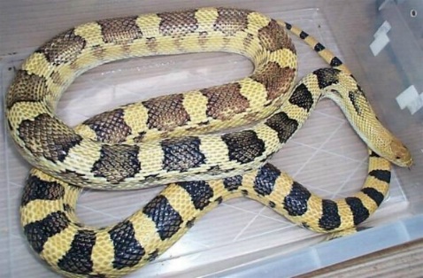 male deppei deppei