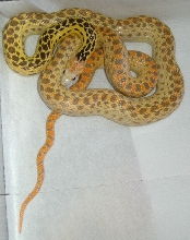 my best hypo pic2